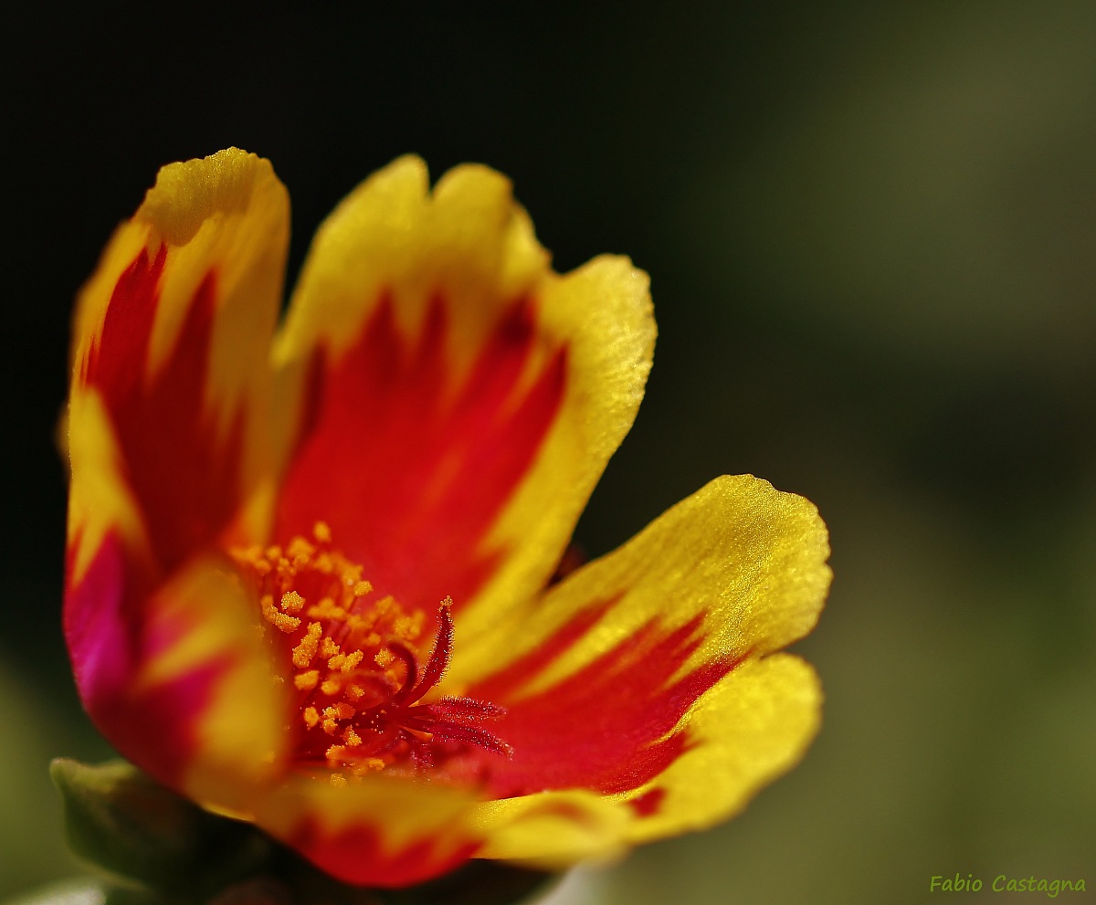 Un fiore come il fuoco