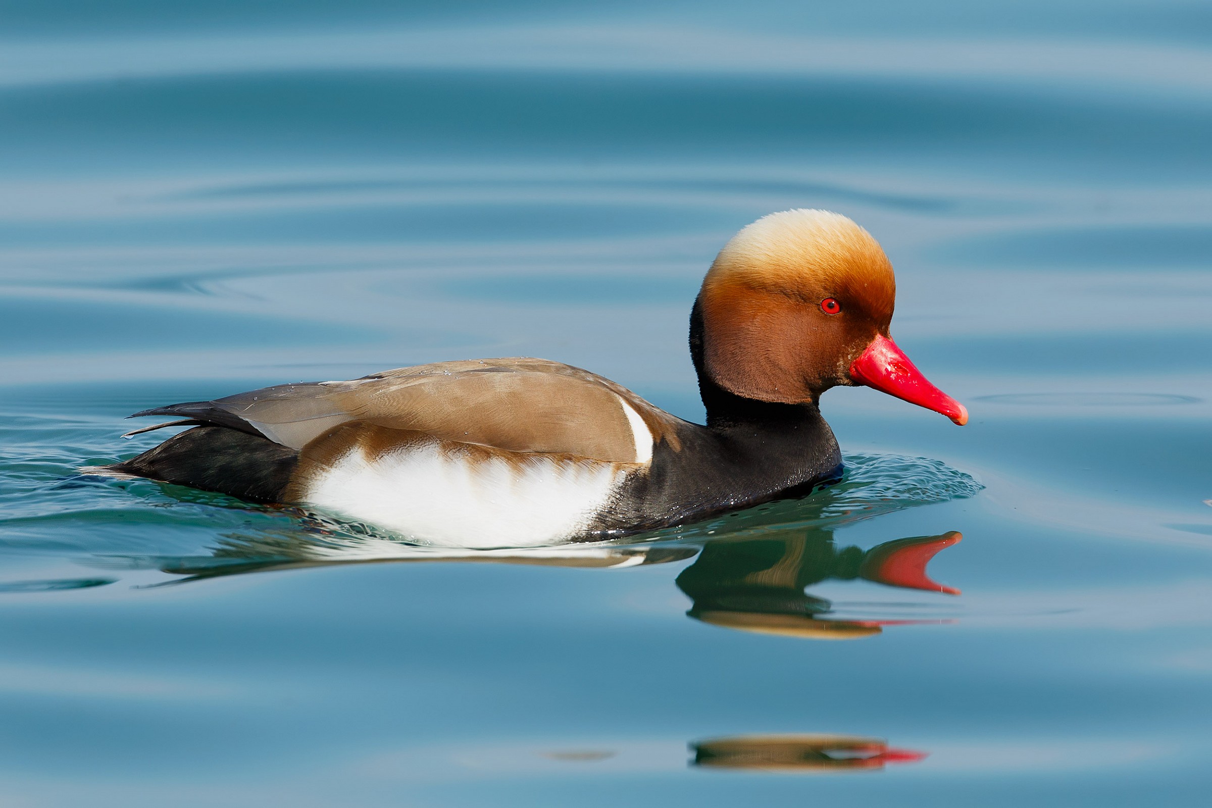 They are photogenic?