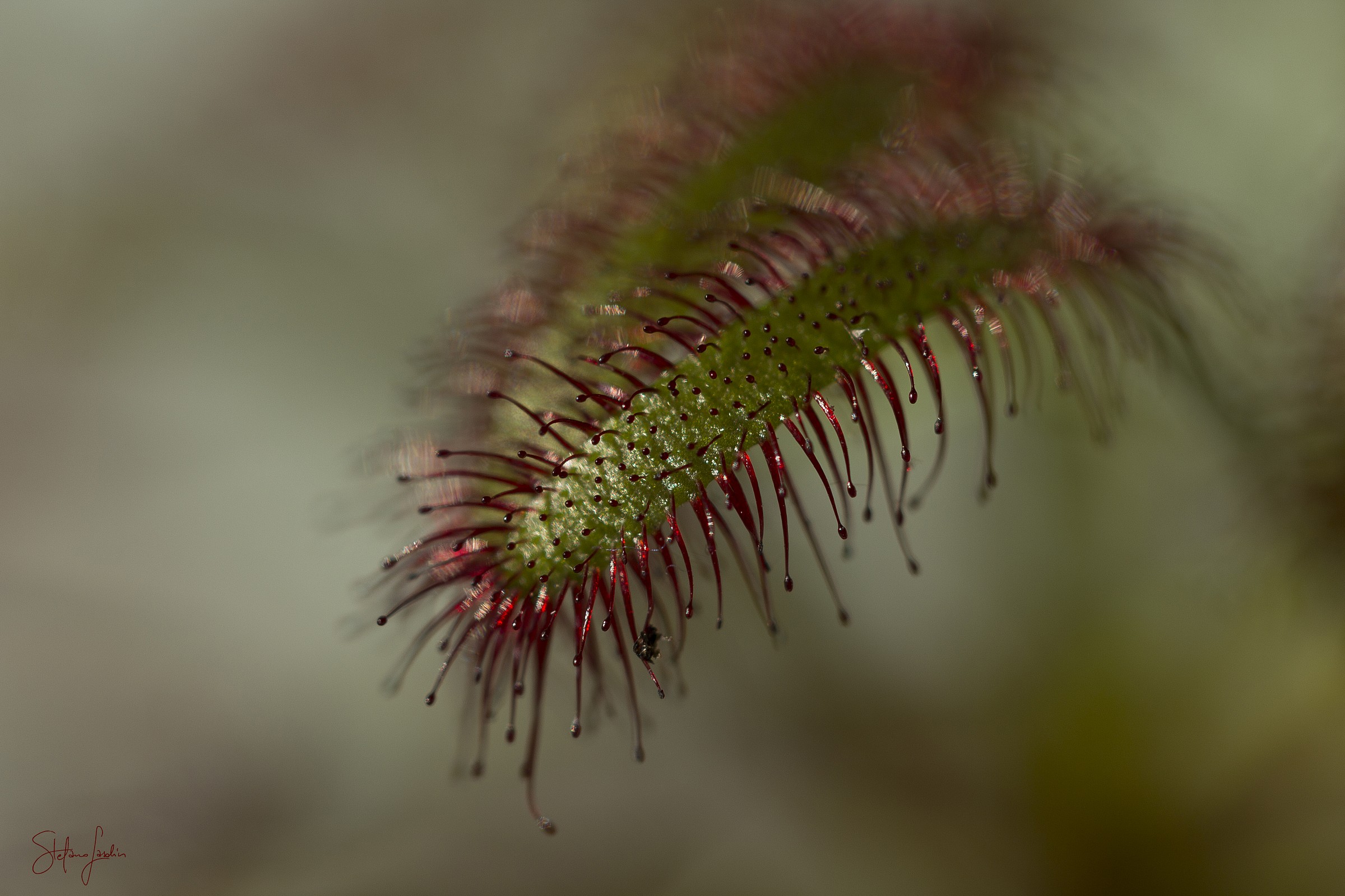 Drosera capensis