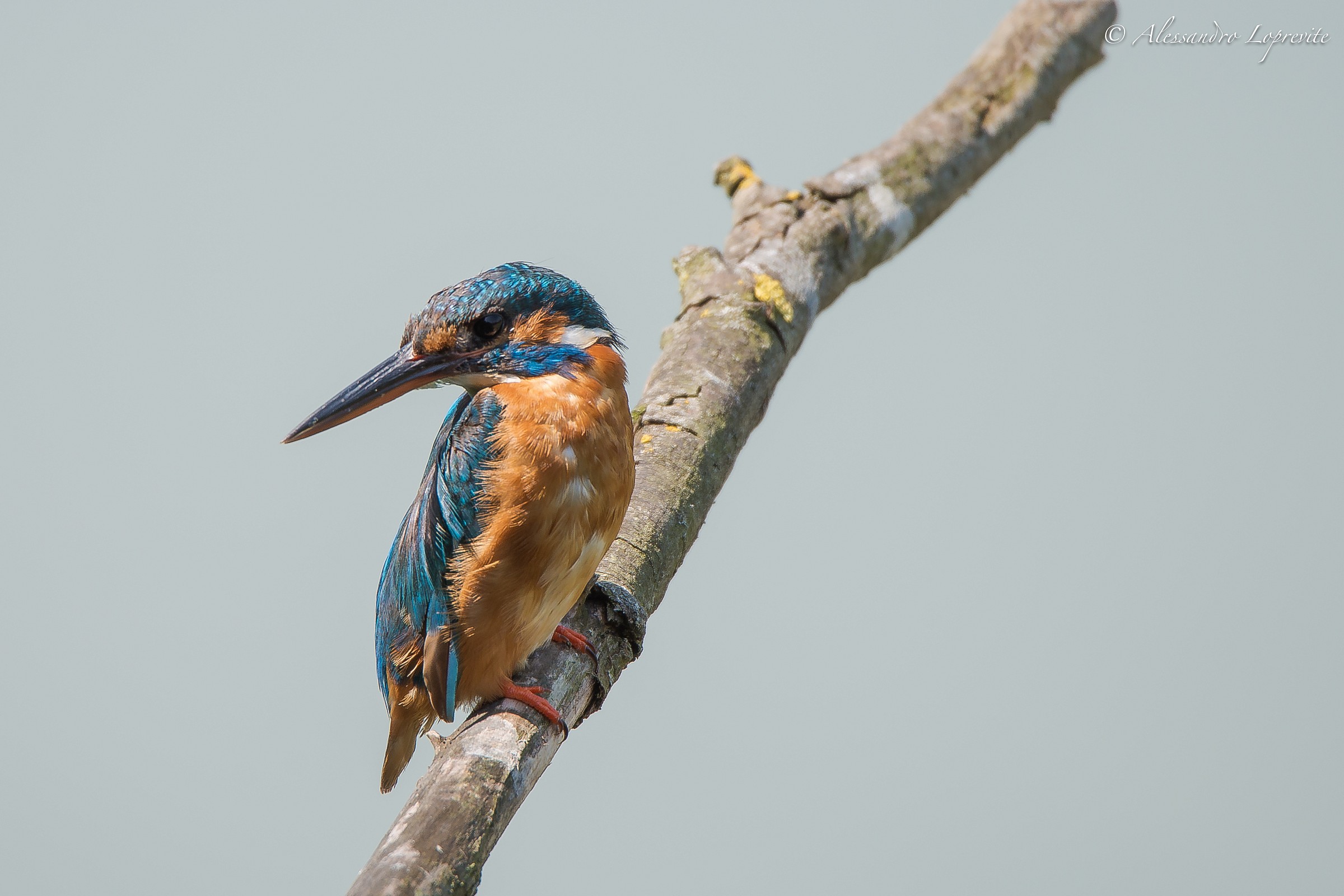 Tamron 150-600 su d800