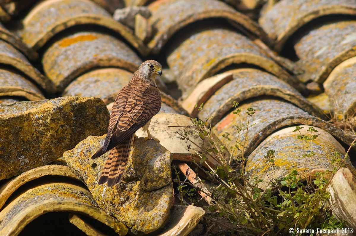 Il falchetto sul tetto che scotta