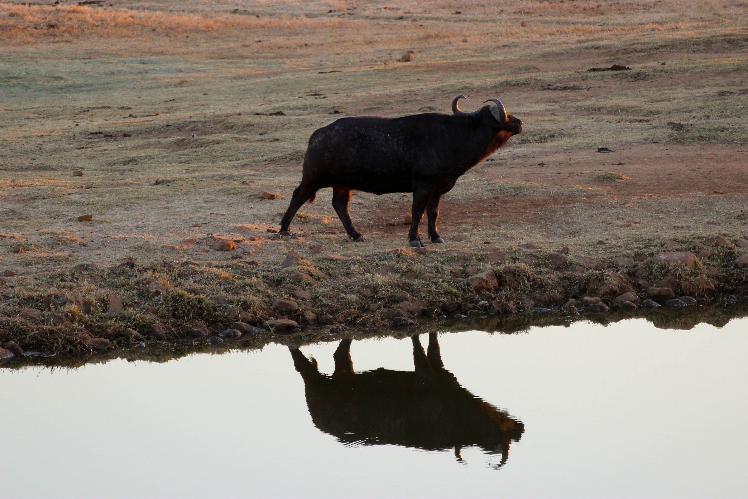 Bufalo Africano