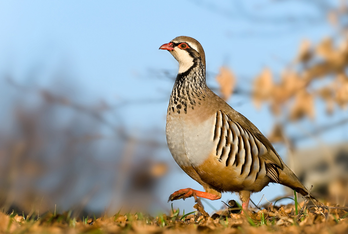 Red-legged partridge