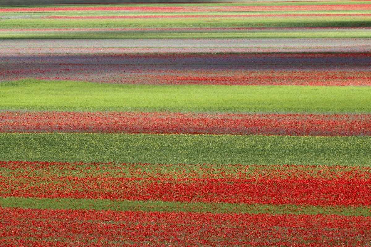 A patch of flowering ...