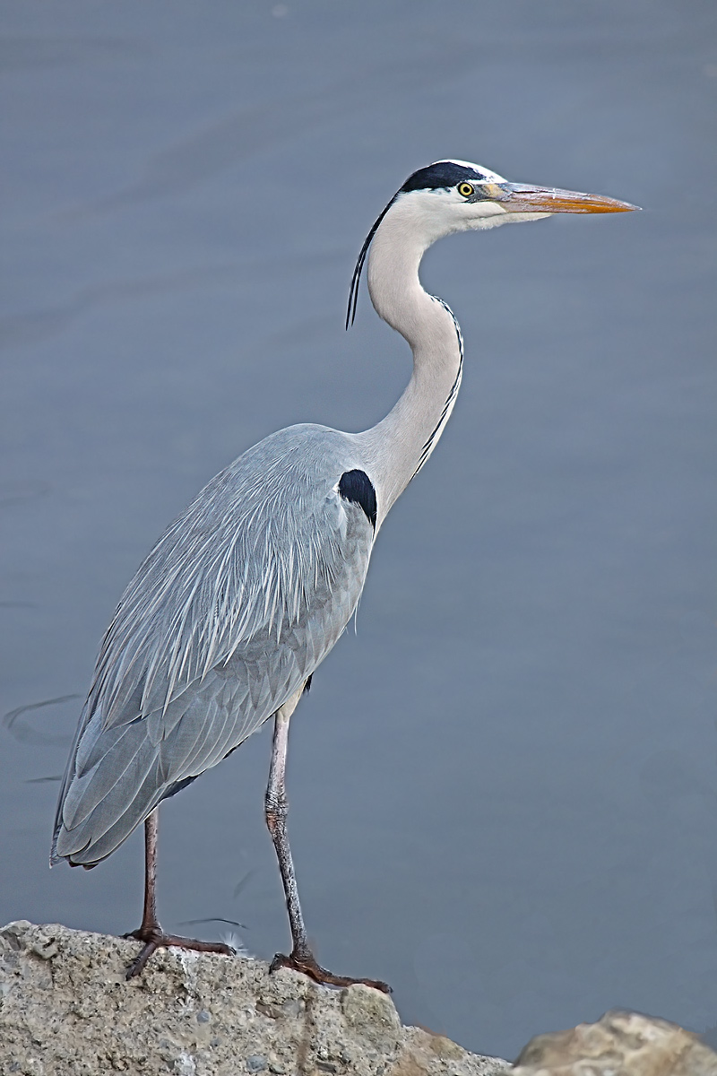 Airone cenerino versione 2