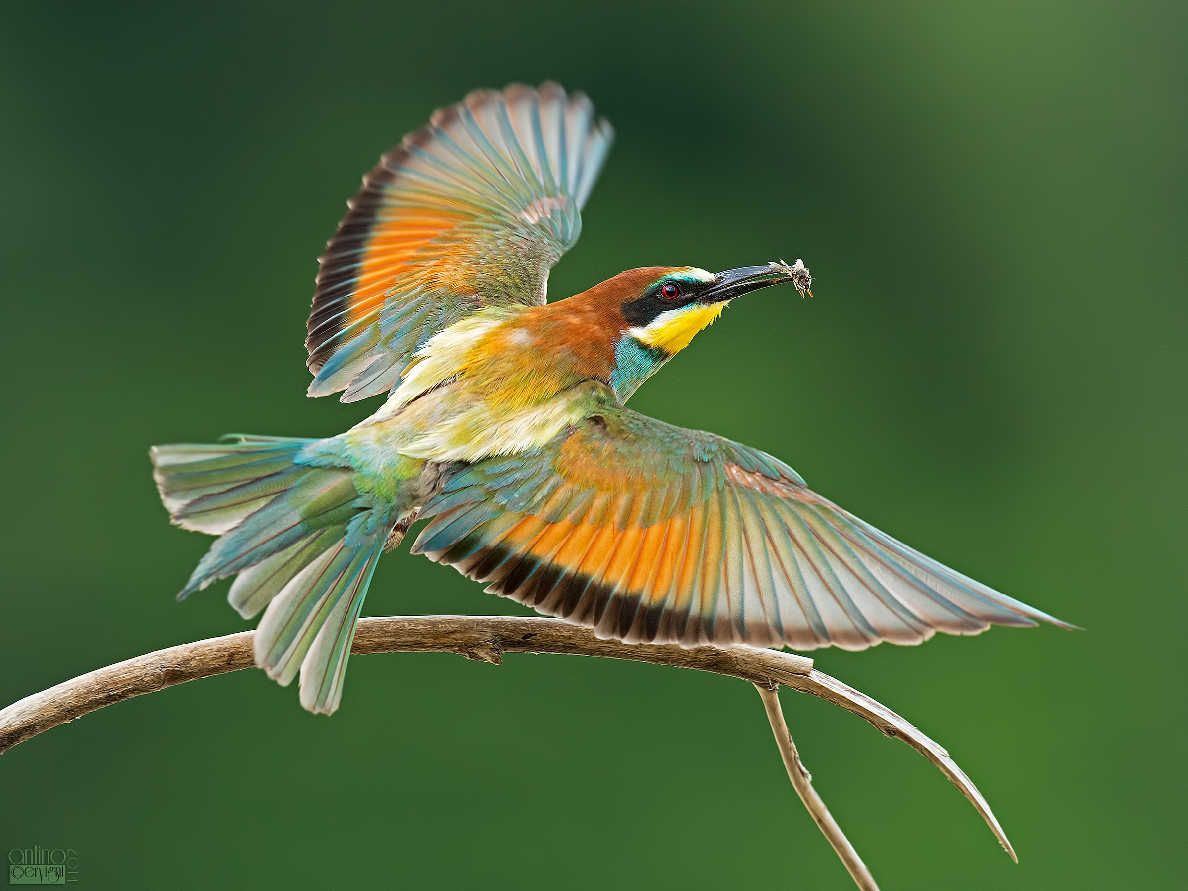 In flight