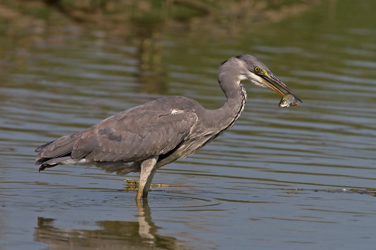Grey Heron