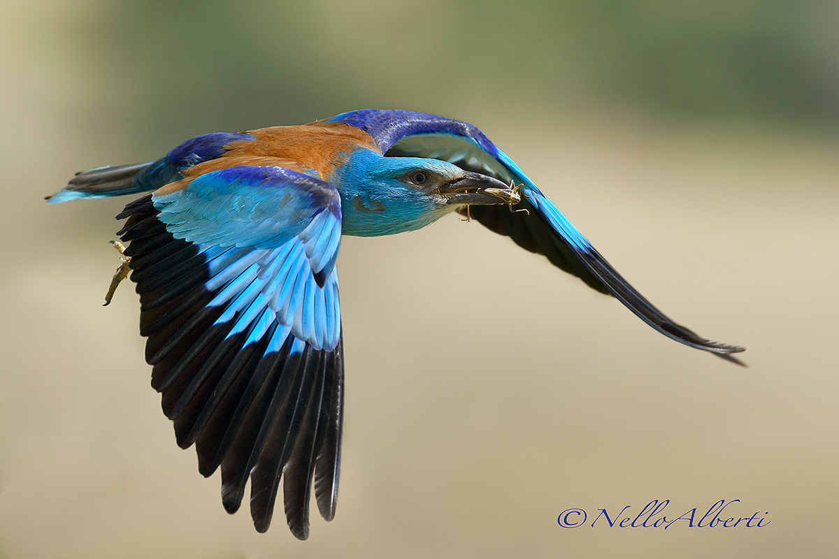 European Roller with prey in flight!