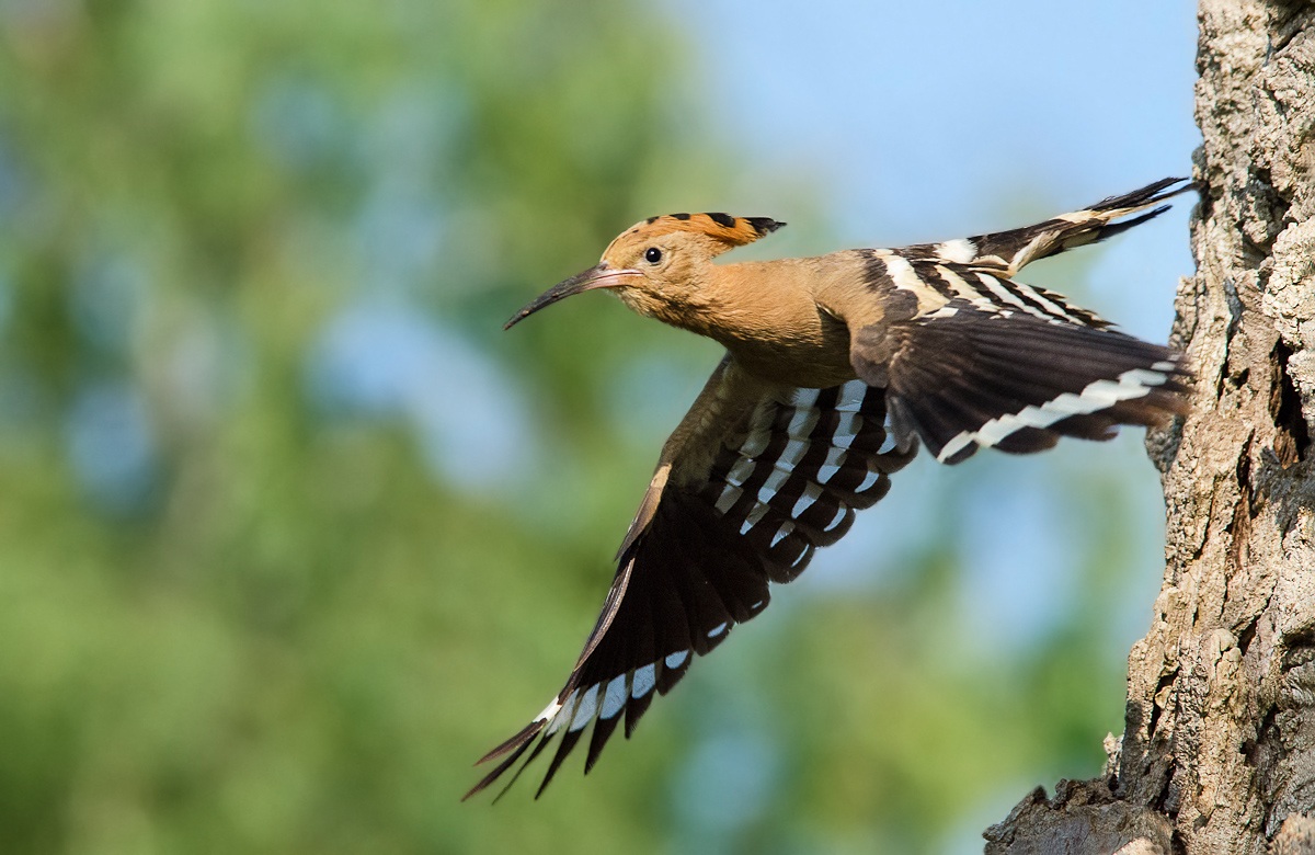 Upupa in partenza dal nido 2