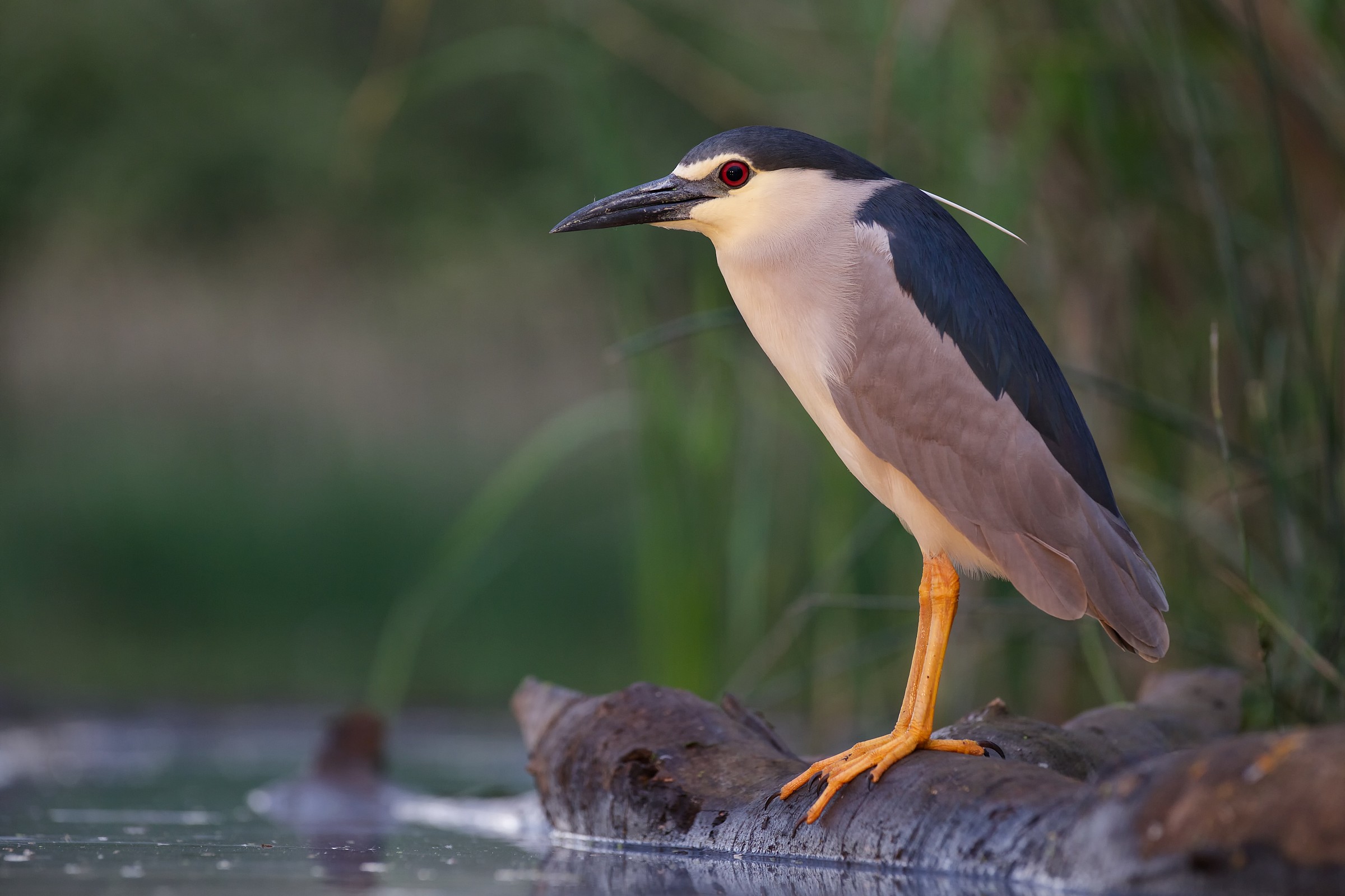 Night heron (Nycticorax nycticorax)