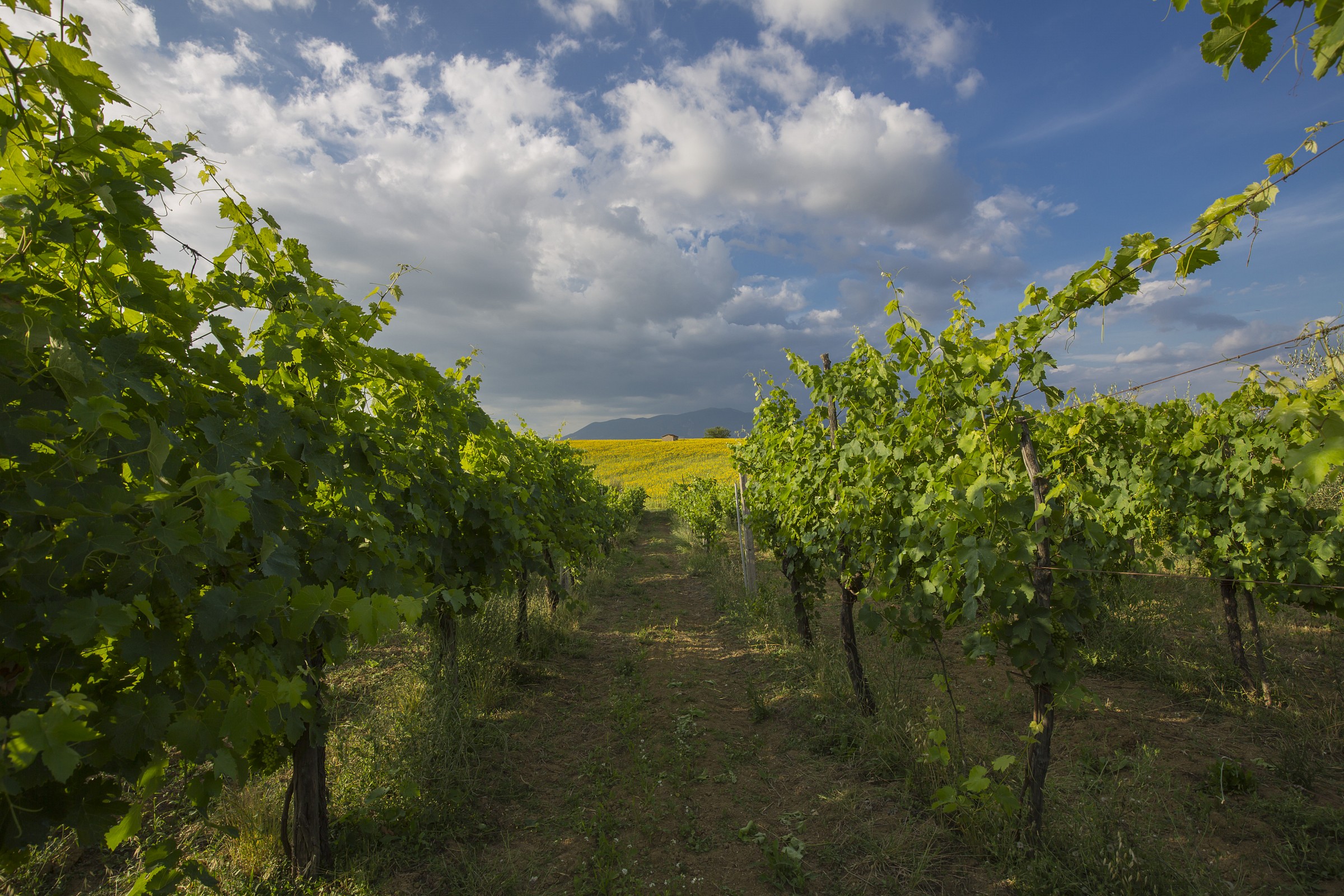 Campagna Umbra - Vigneto