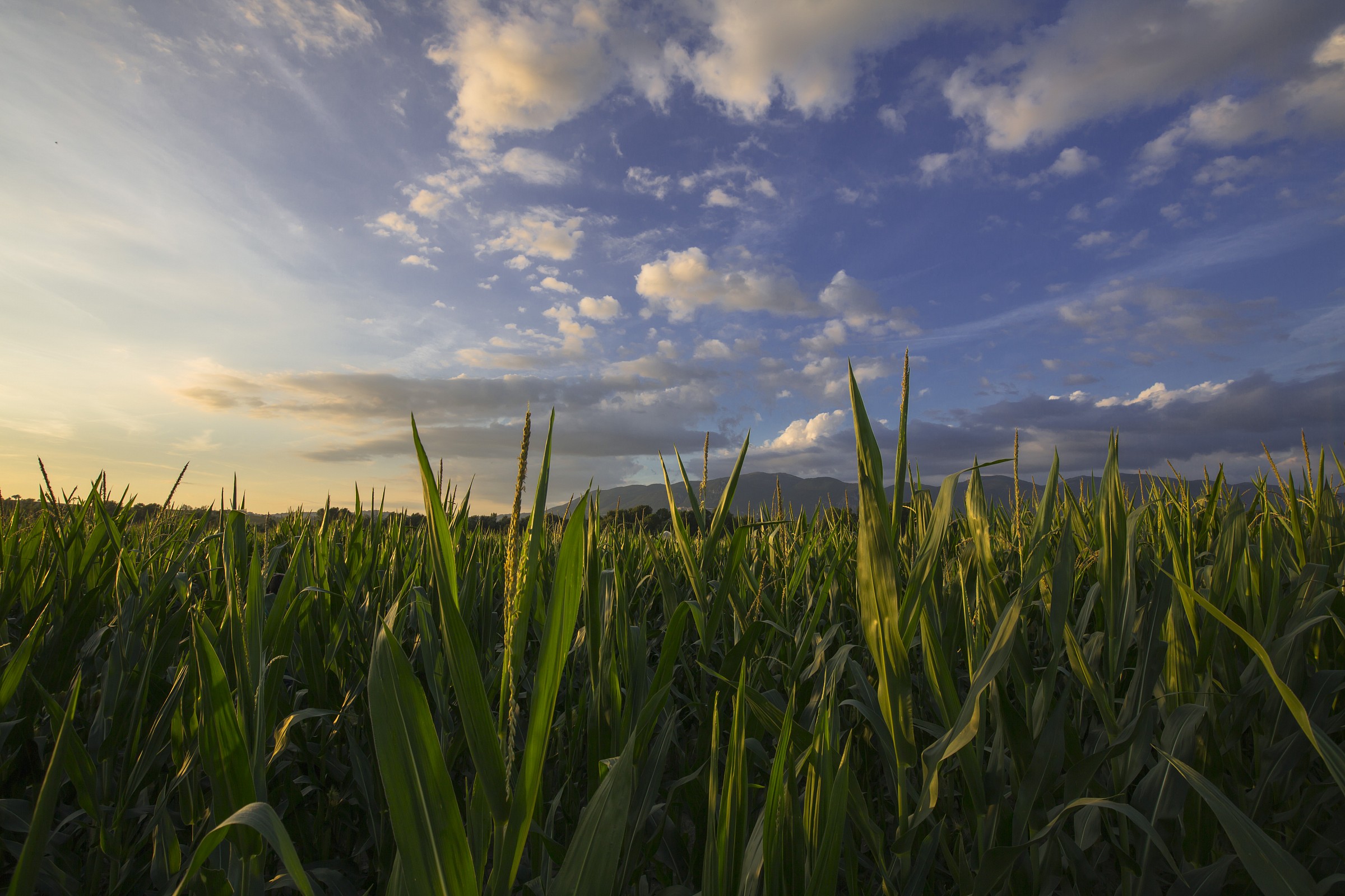 Campagna Umbra - Granturco