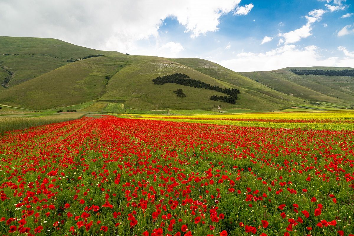 Bosco's Italian plain of Castelluccio di Norcia