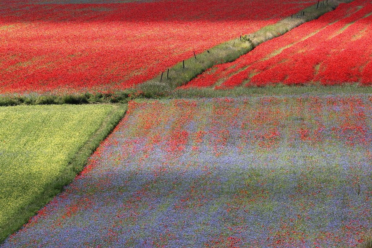 I colori della fioritura