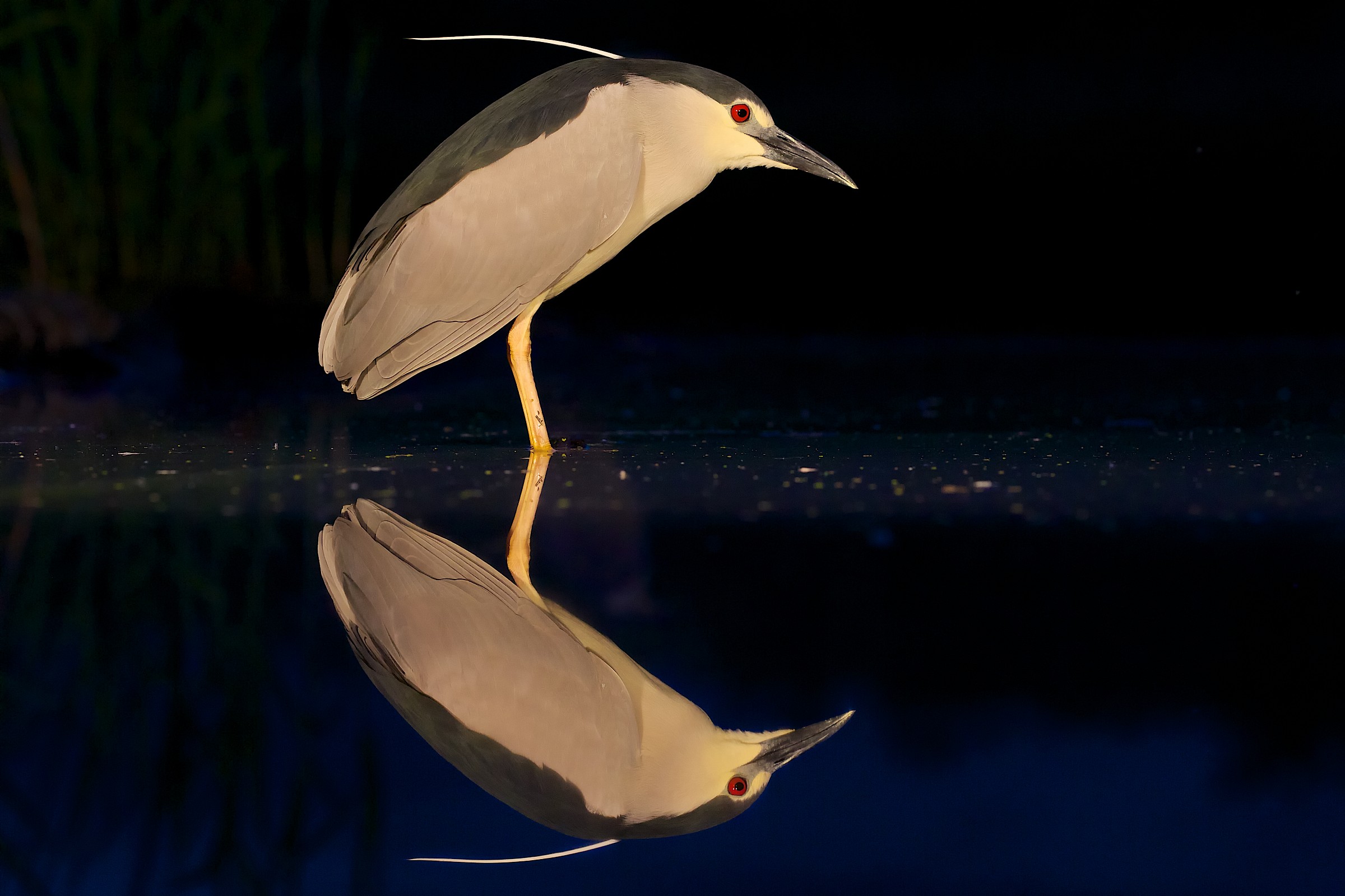 In the night (Night heron Nycticorax nycticorax)
