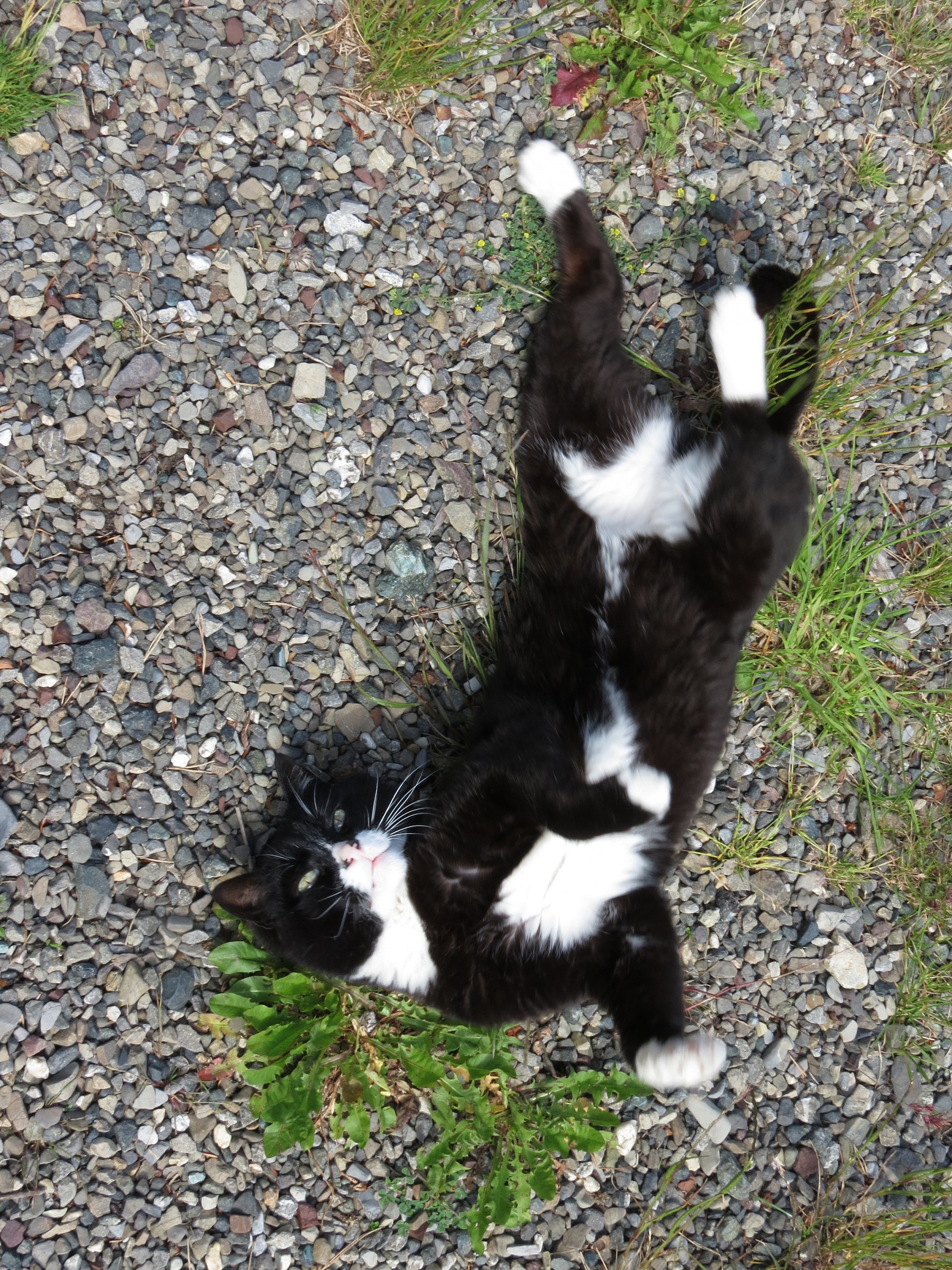 Ho bisogno di coccole