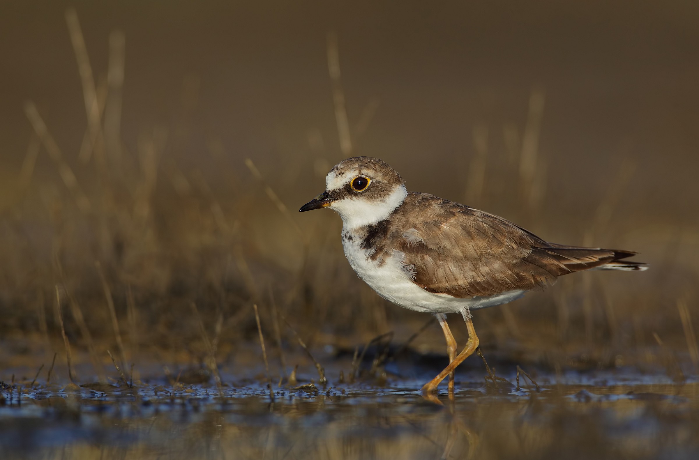 Little Ringed Plover young