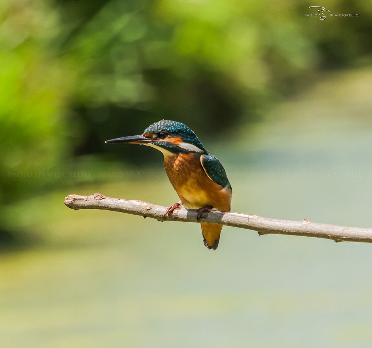 Kingfisher