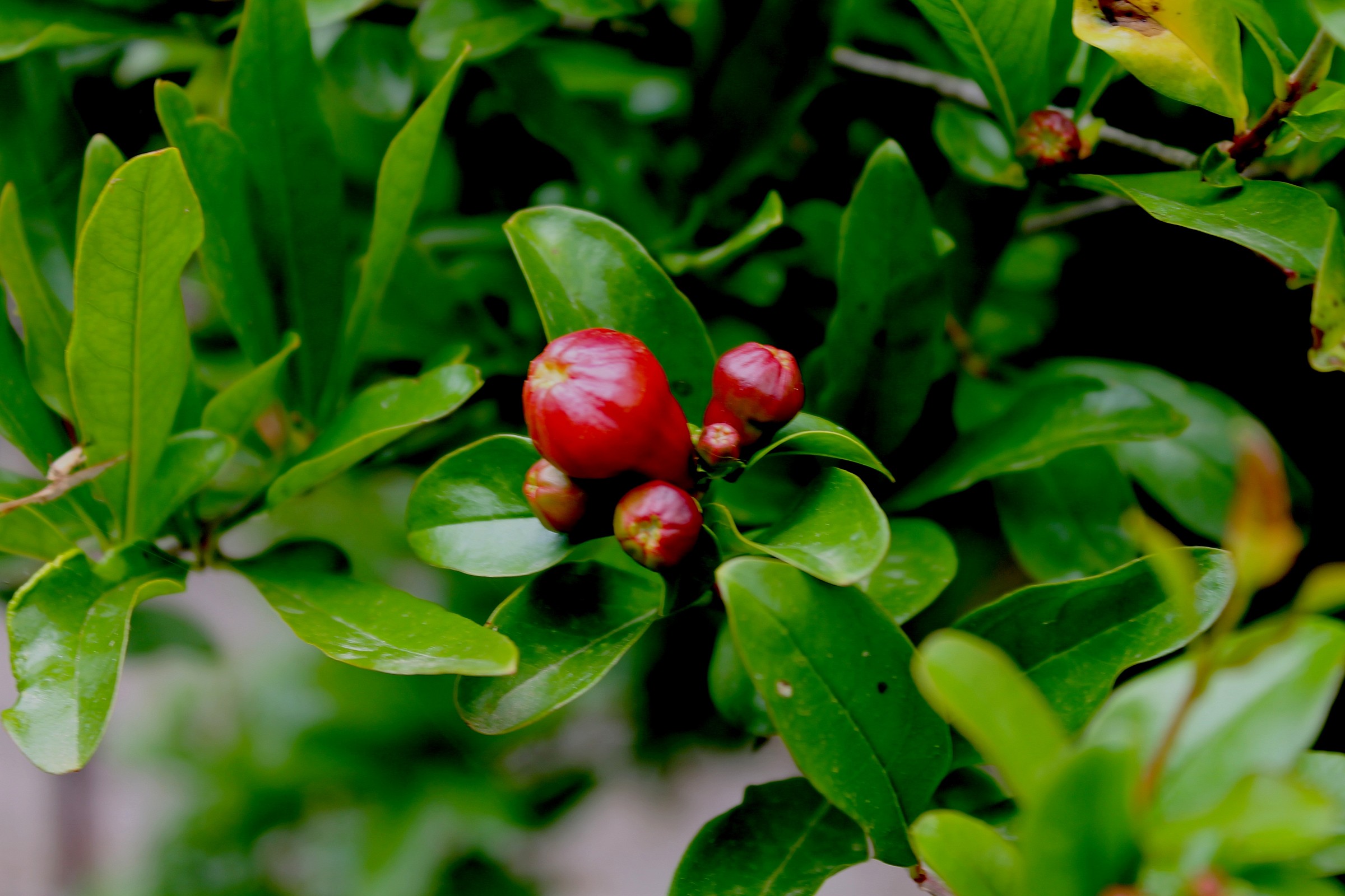 ..una bella pianta di melograno in via di fioritura!!!