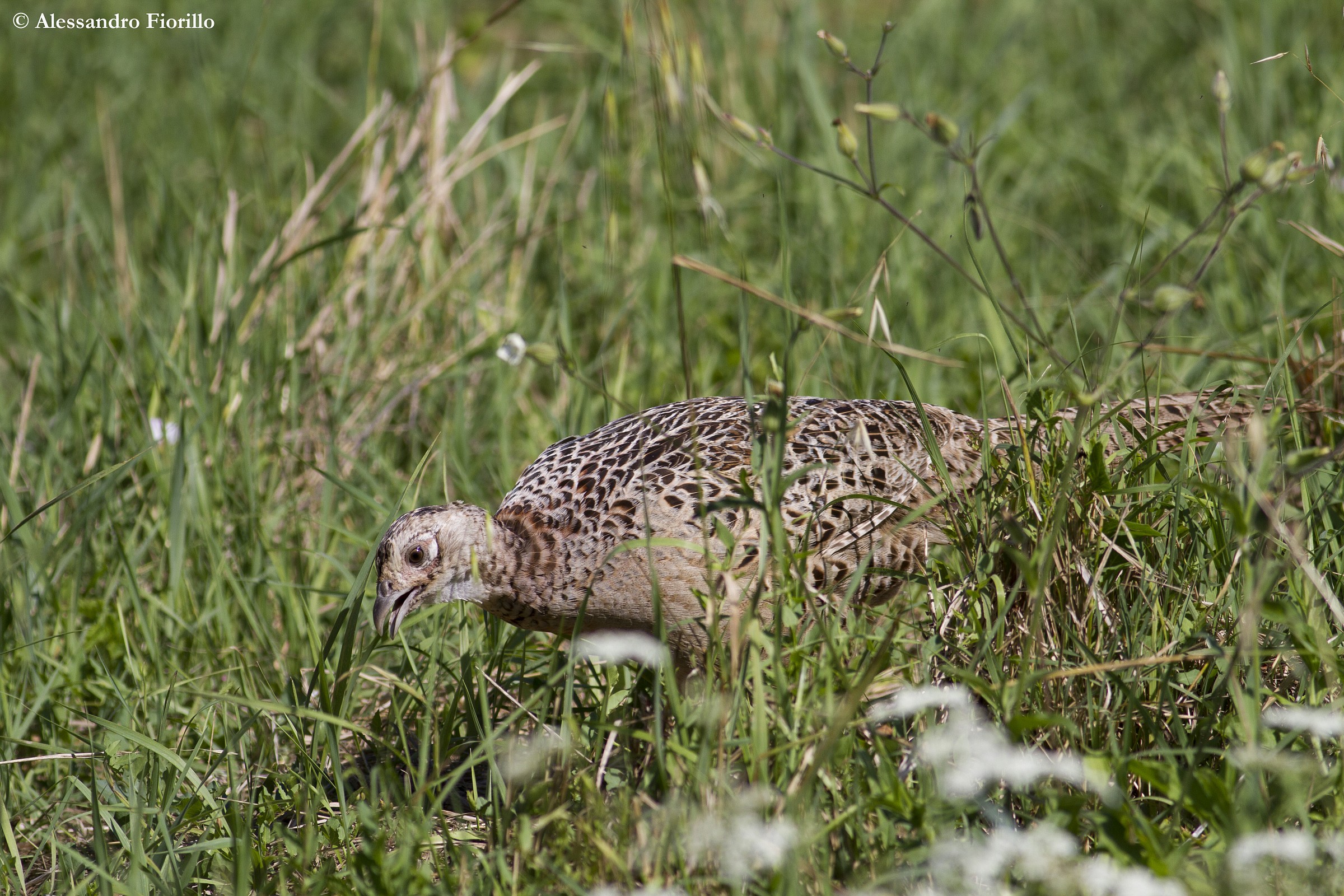 Fagiano femmina