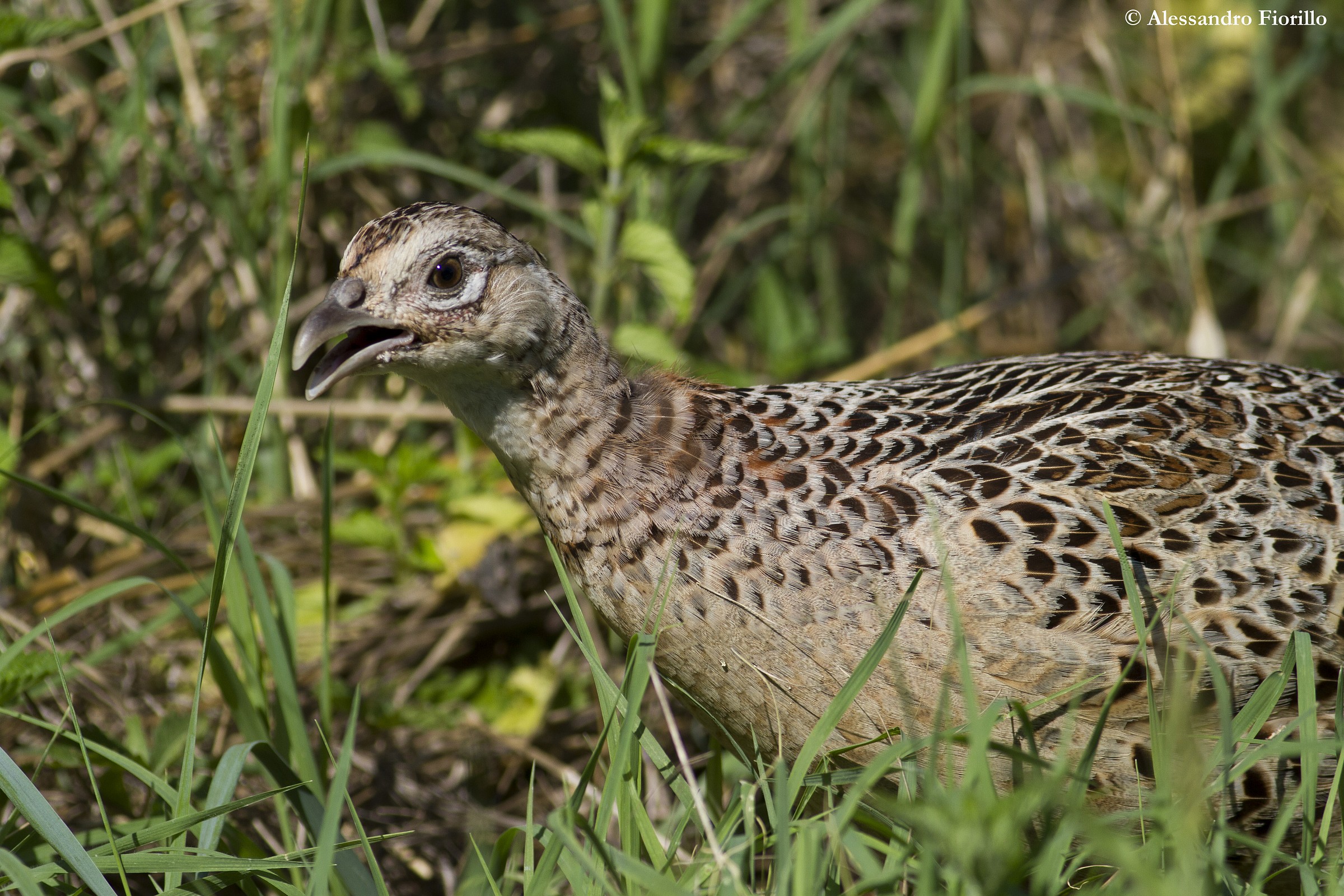 Fagiano femmina