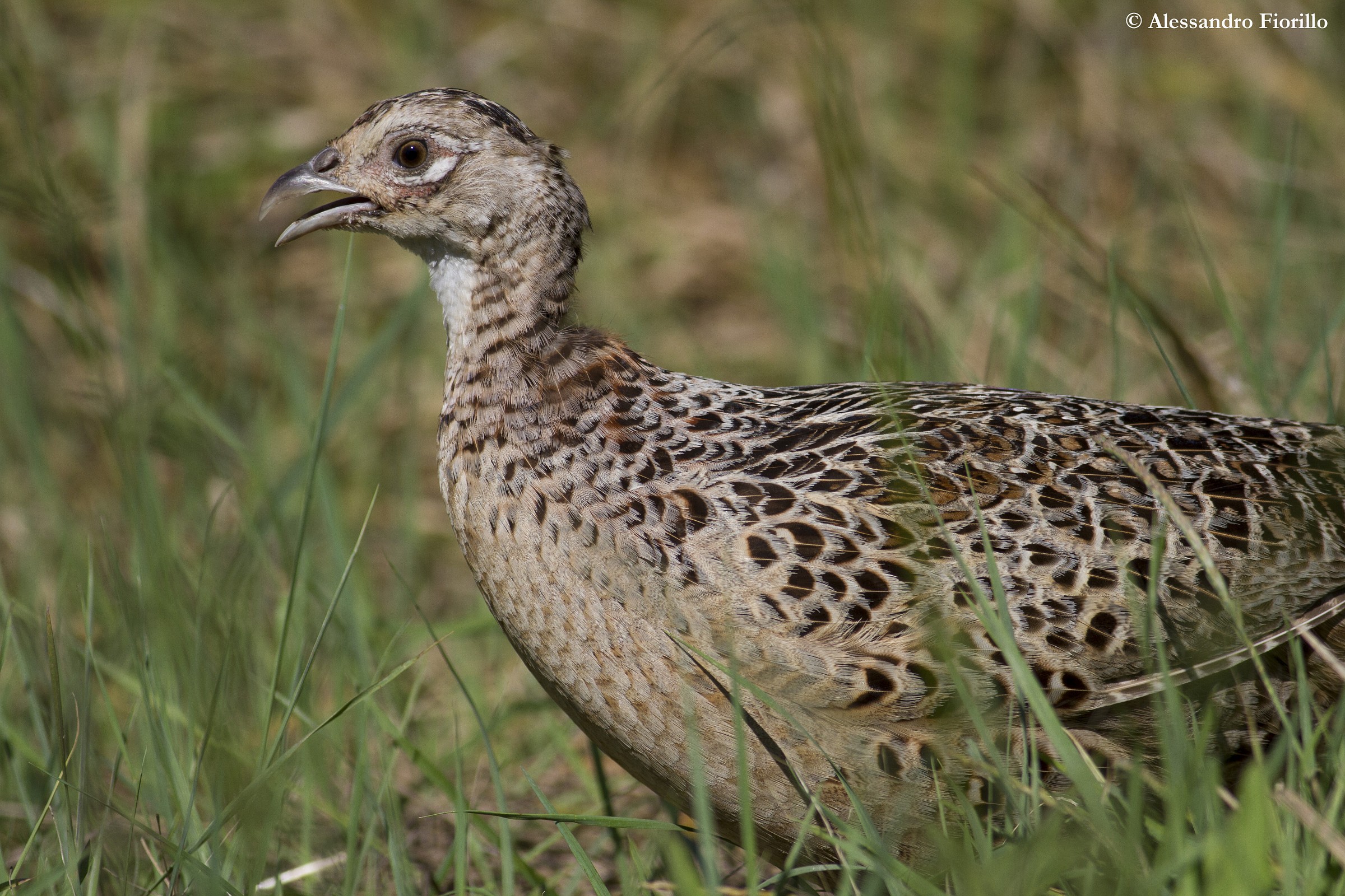 Fagiano femmina