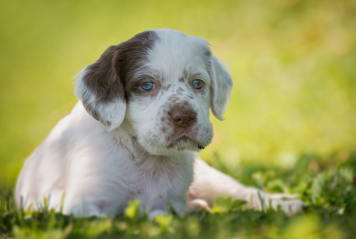 Per amore dei tuoi occhi blu (E.Ruggeri)