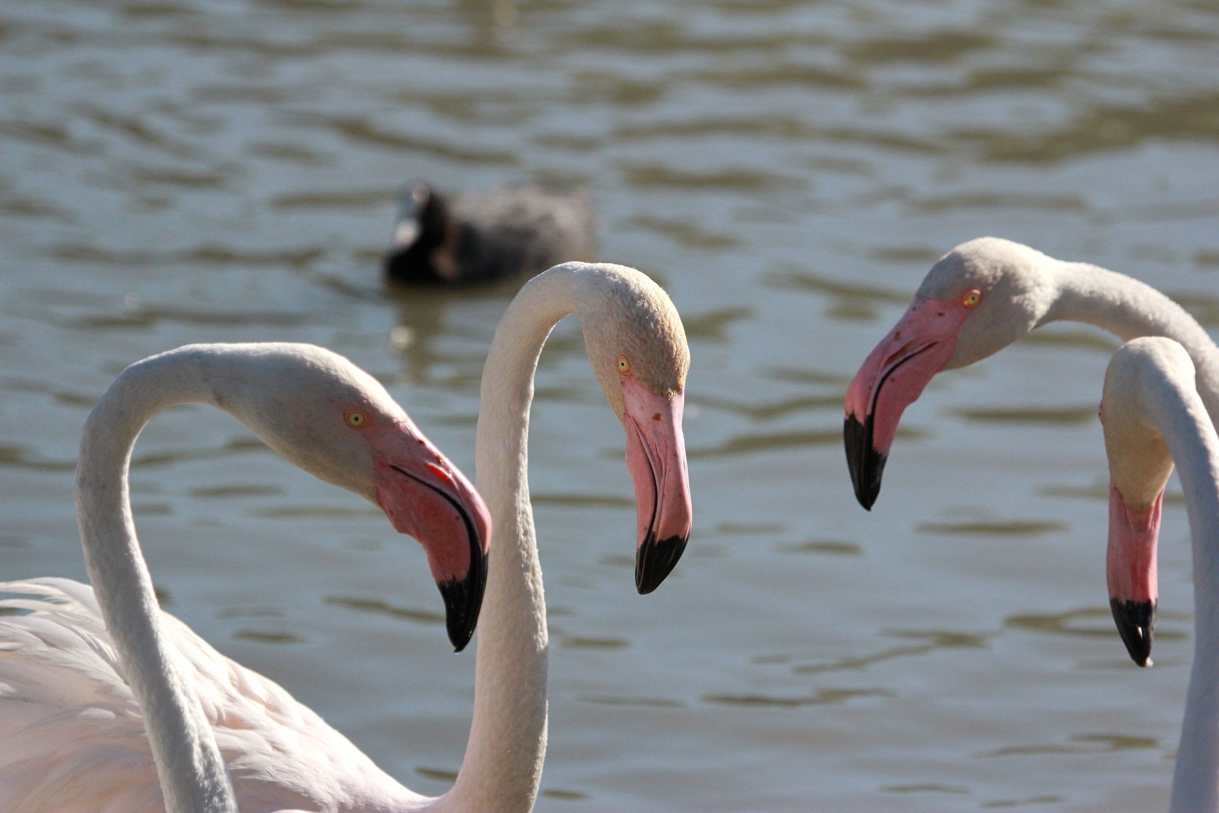 Phoenicopterus roseus