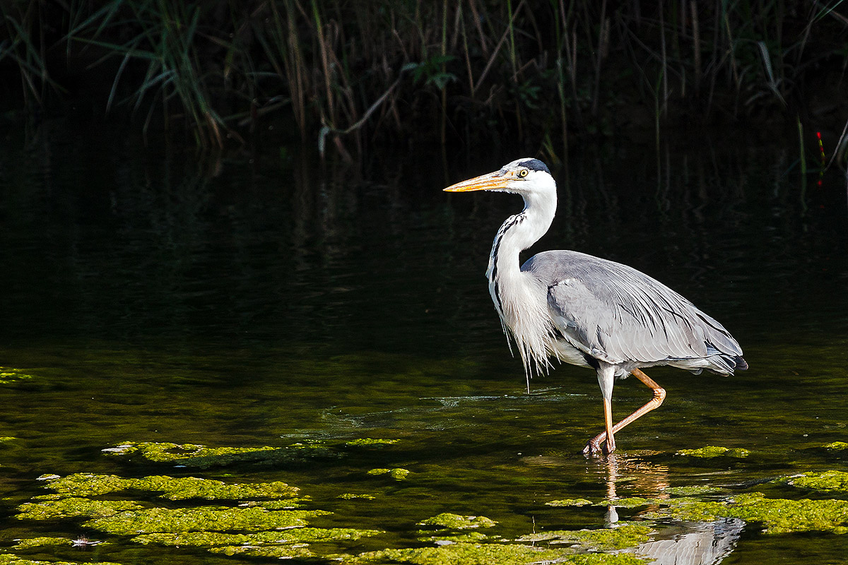 Grey Heron