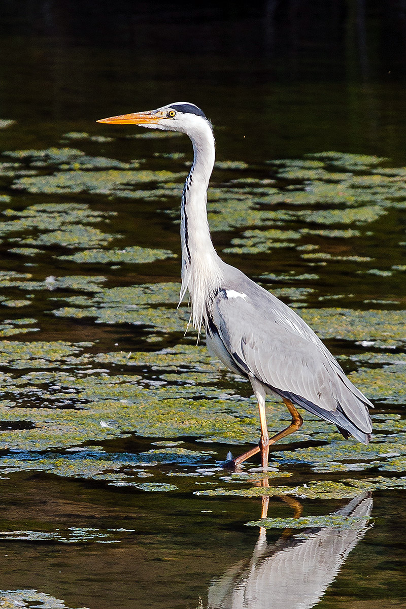 Grey Heron
