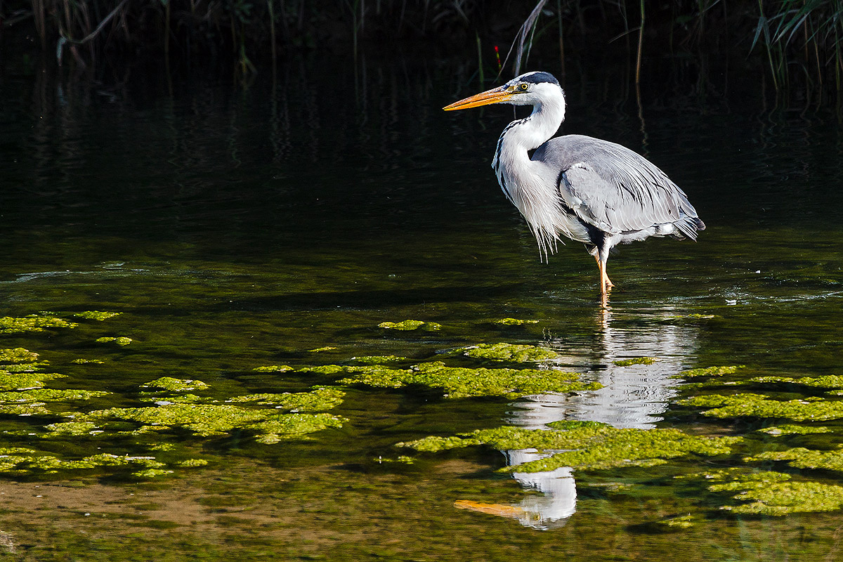 Grey Heron