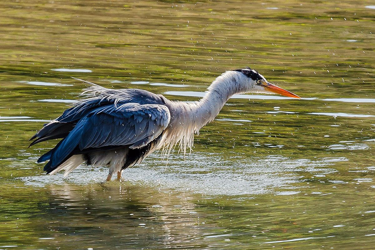Grey Heron