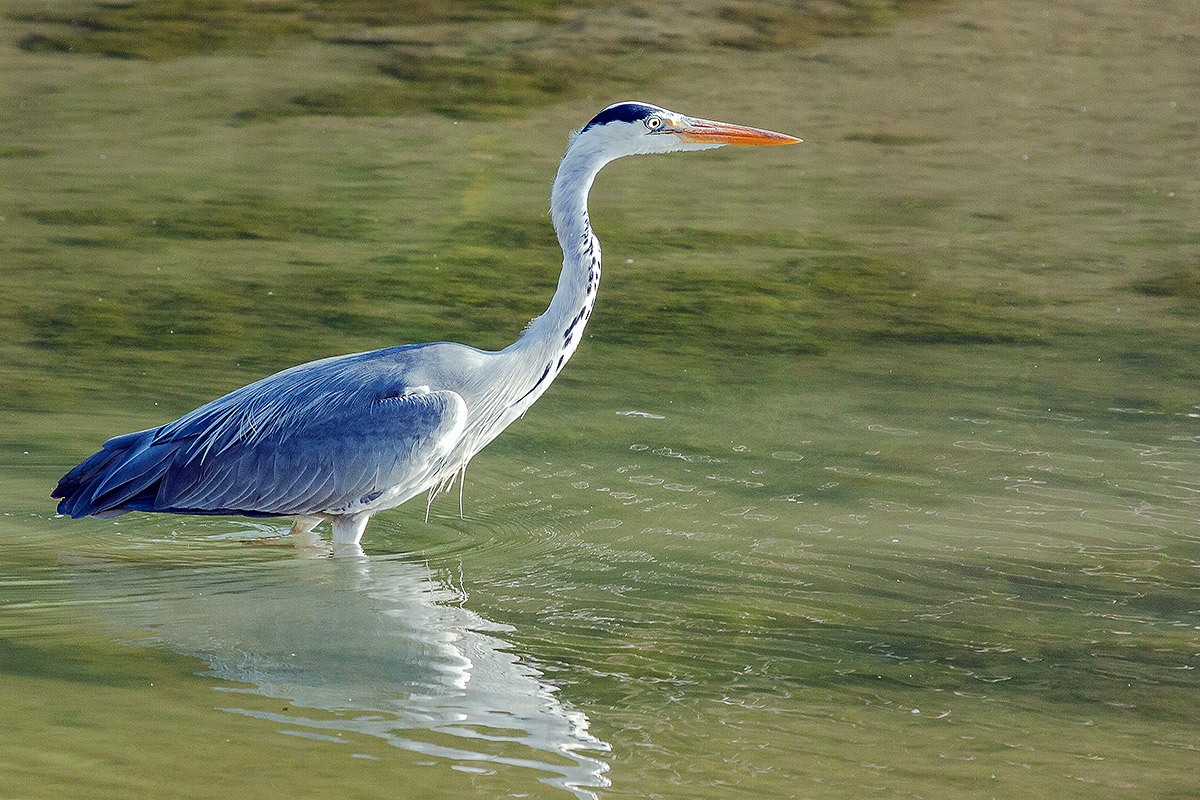 Grey Heron