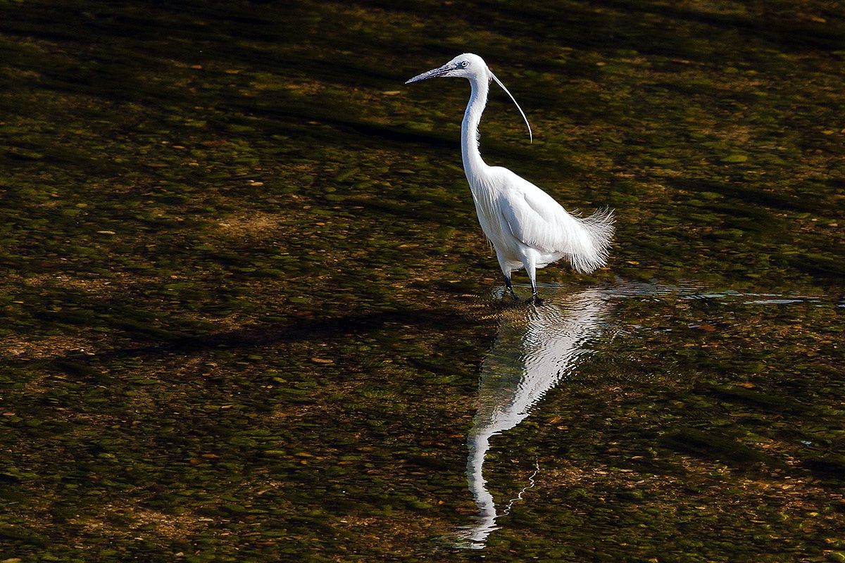 Egret