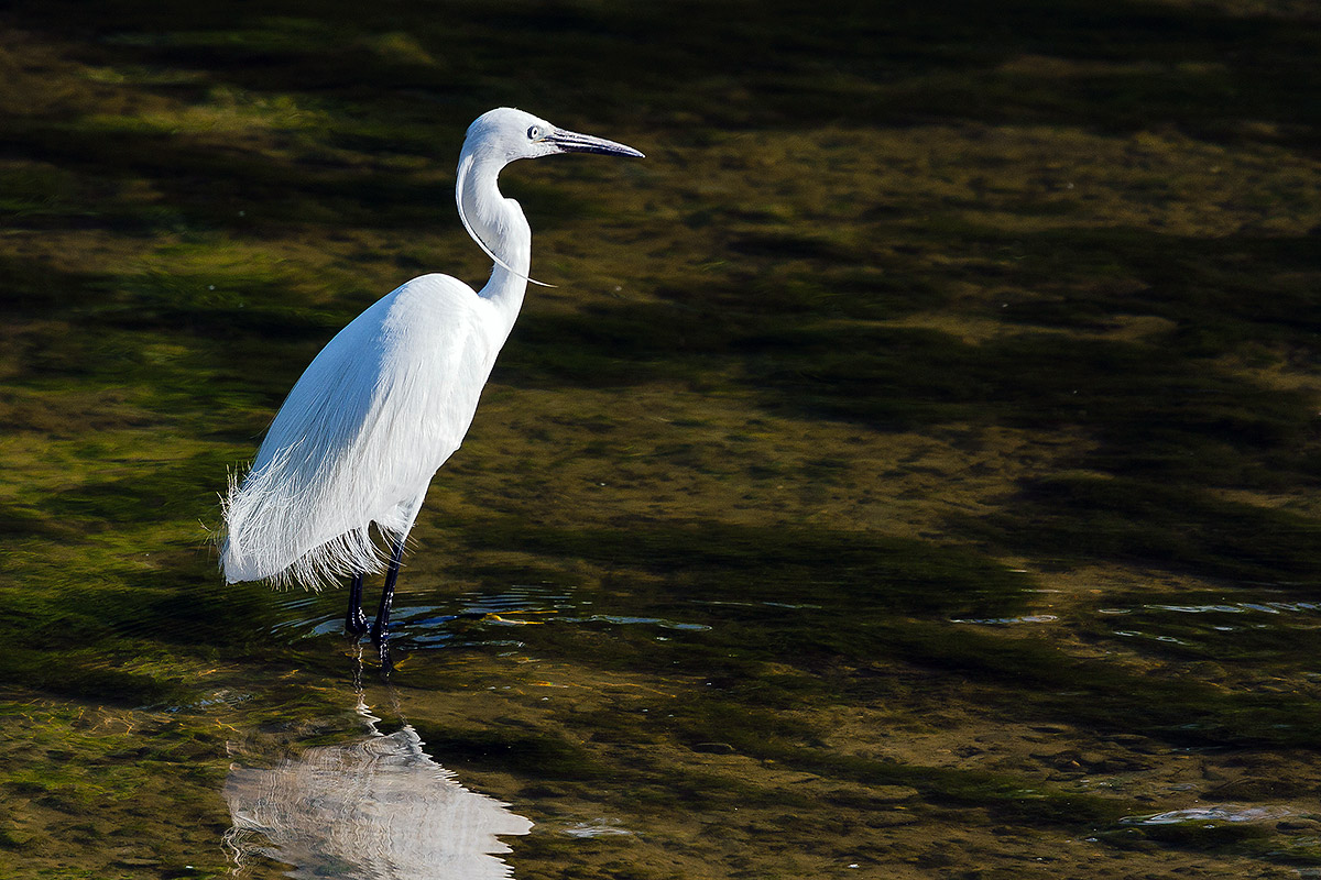 Egret