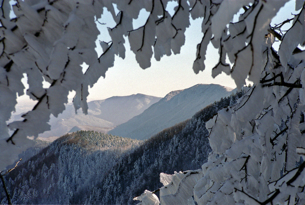 Inverno nelle Foreste Casentinesi