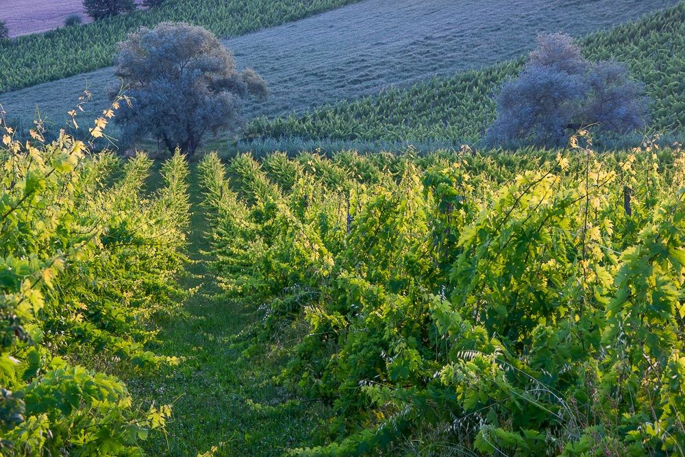 Among the vineyards of Rosso Conero