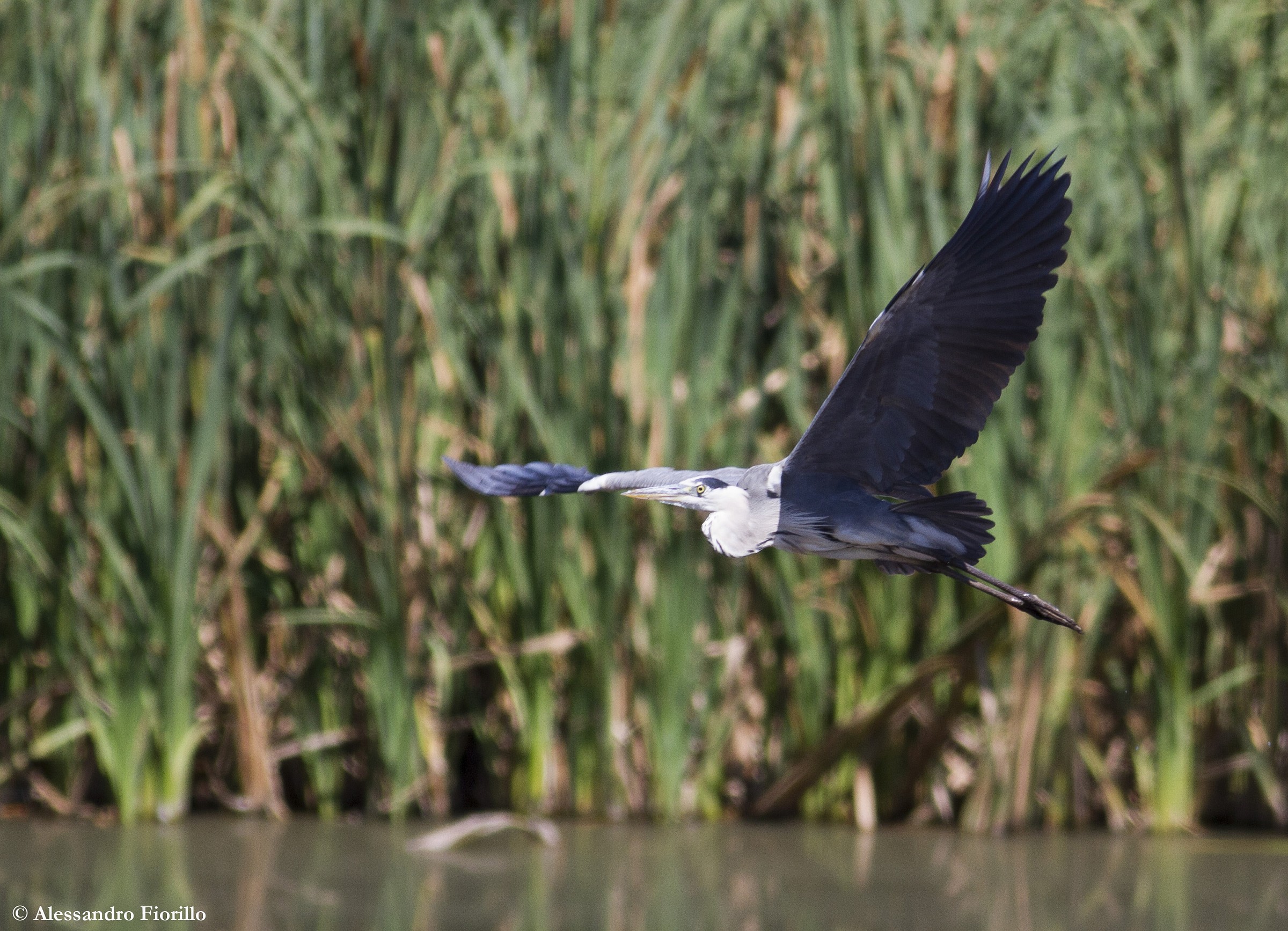 Grey Heron