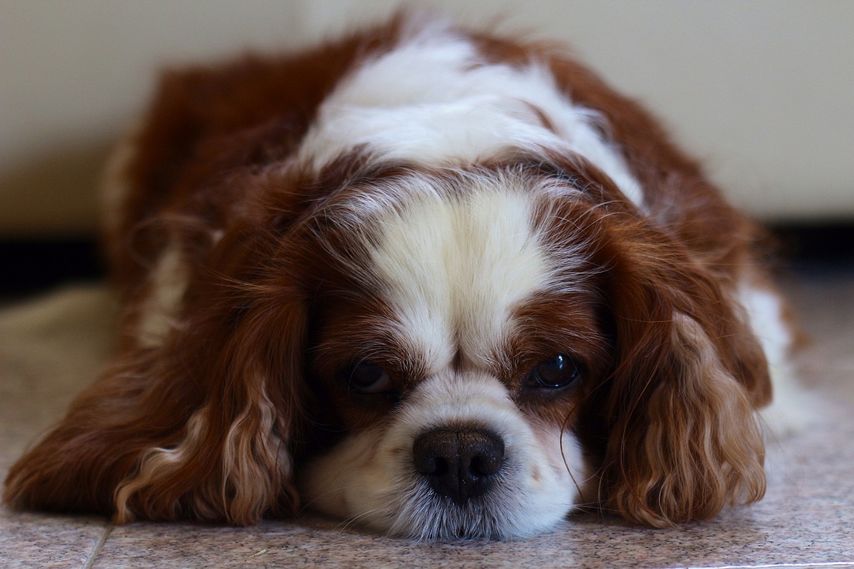 non svegliare il cane che dorme!