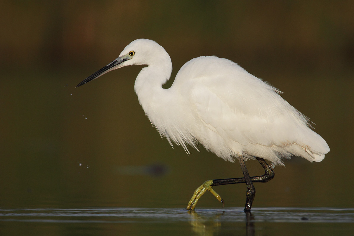 Egret