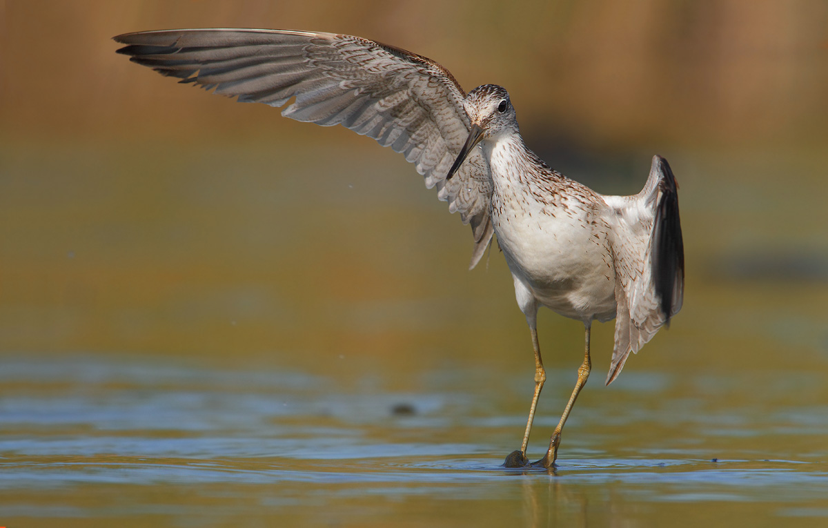Greenshank