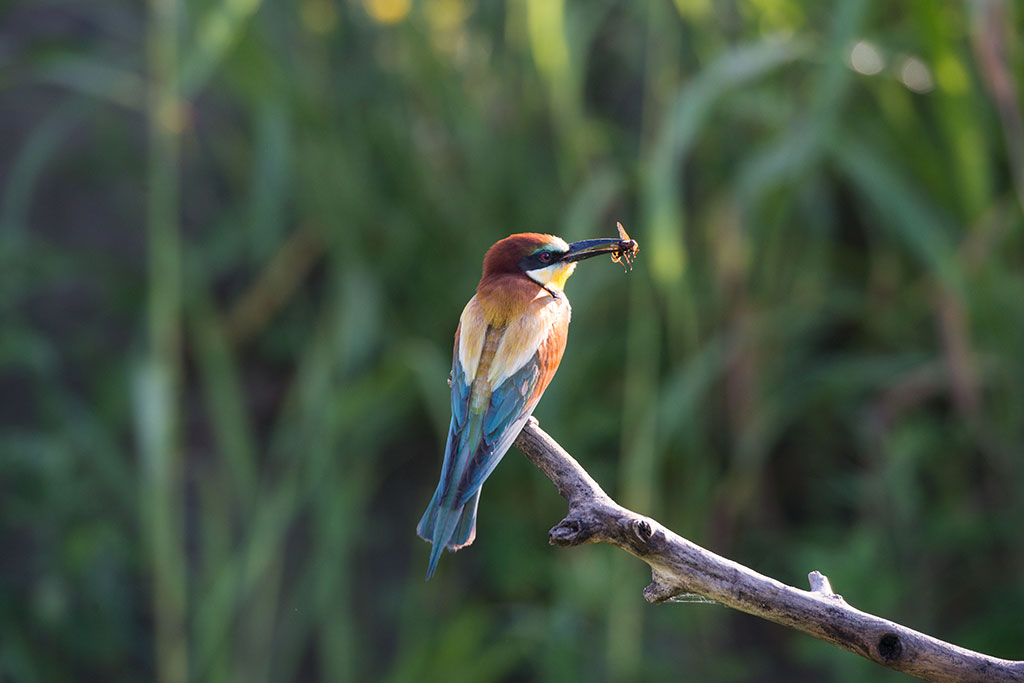 Bee-eater with prey no crop