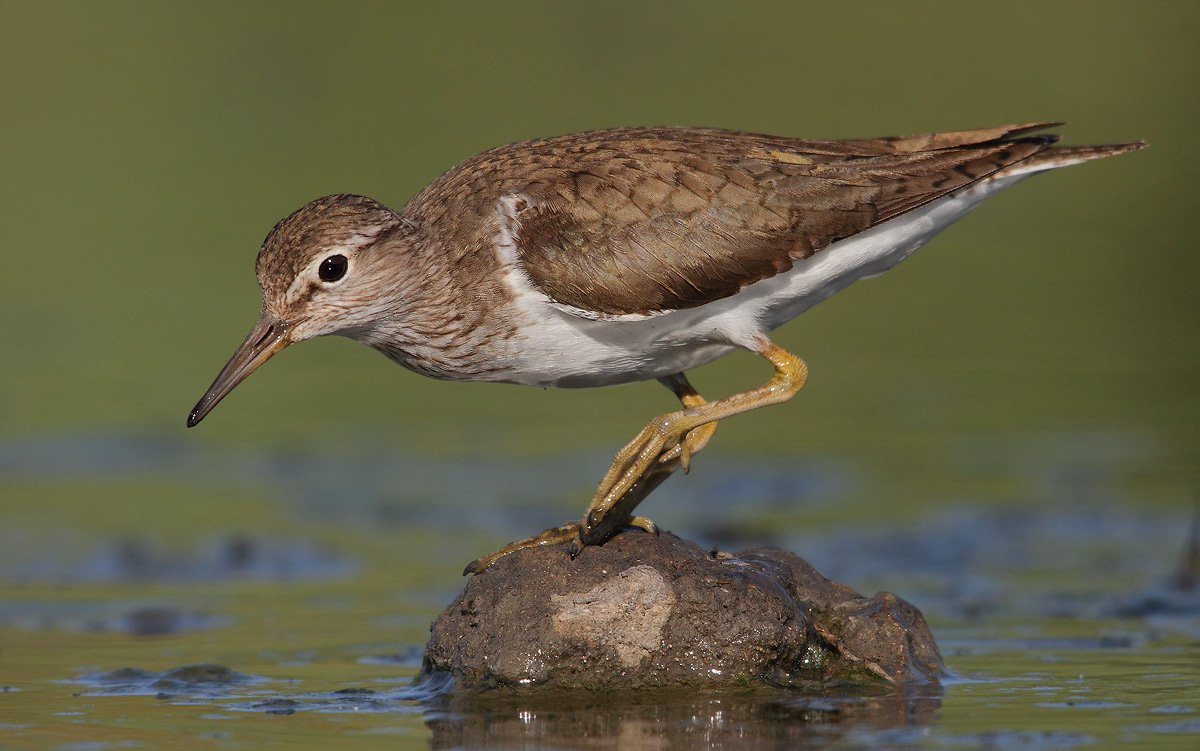 Common Sandpiper