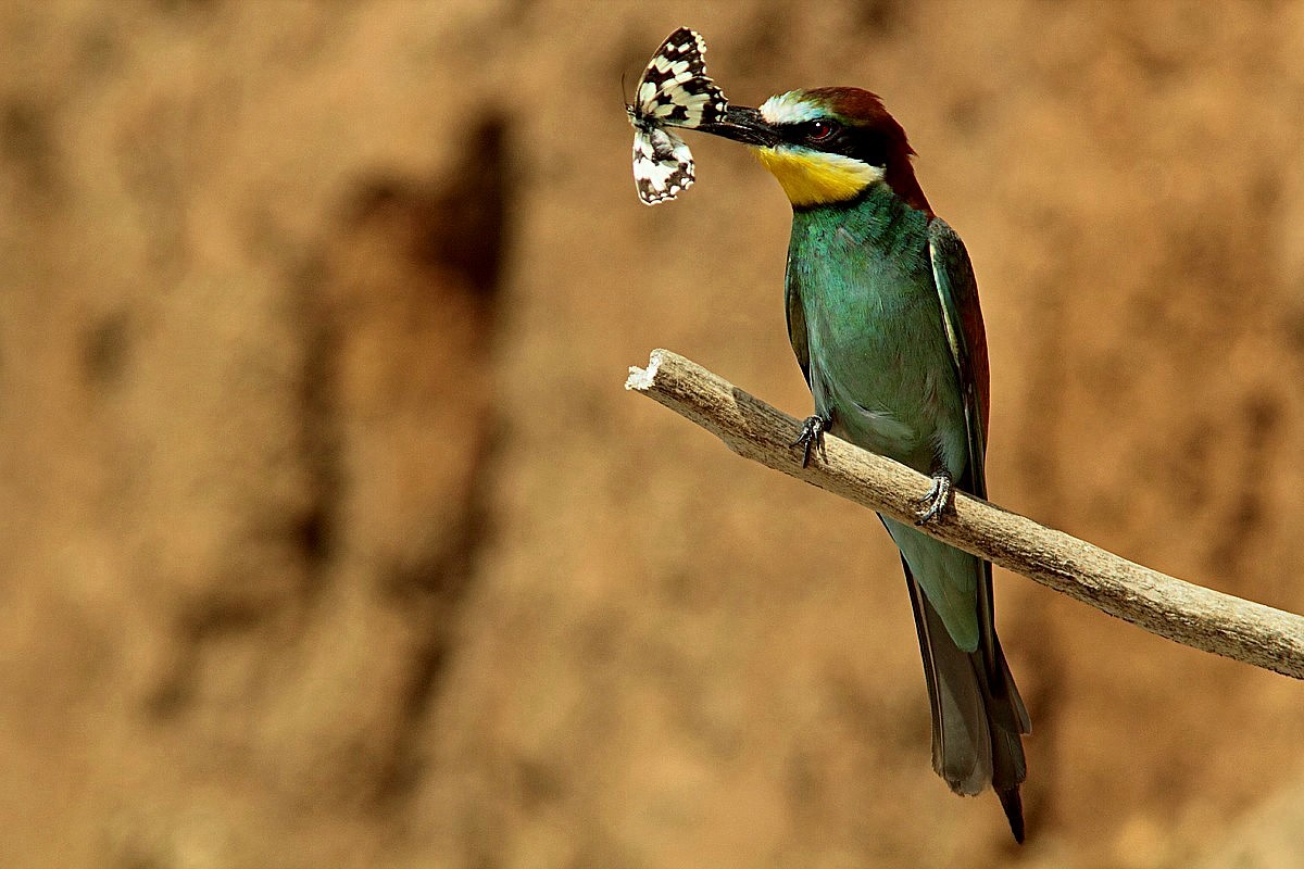 Bee-eater with a butterfly