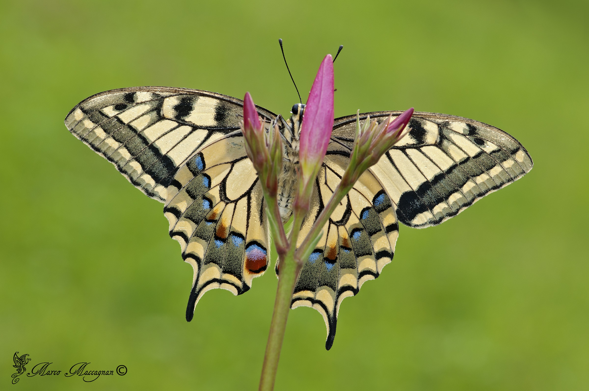 I do not see anyone!