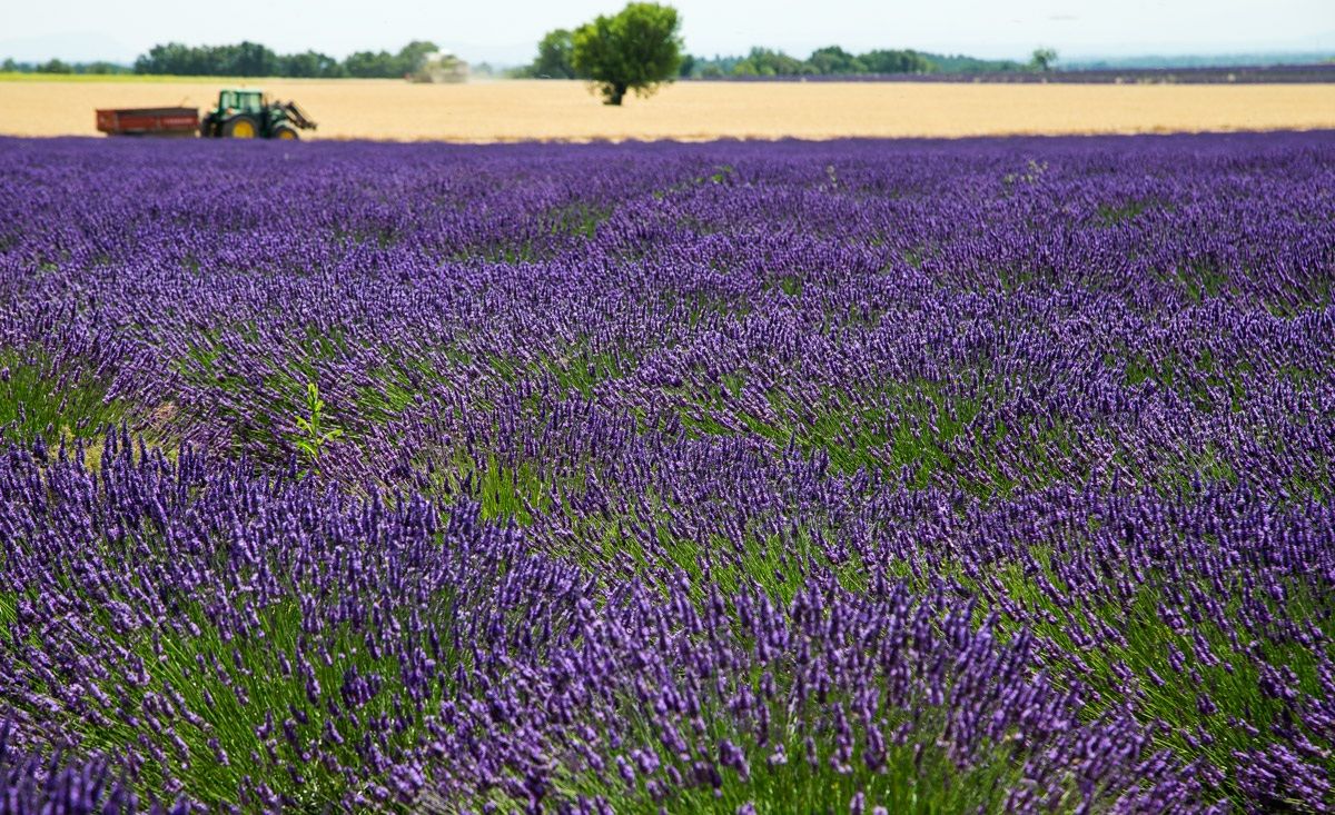 Lavanda
