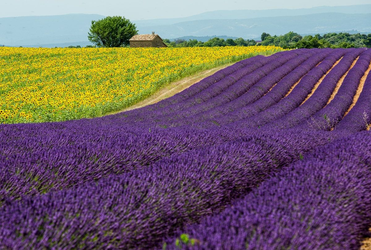 Lavanda e Girasoli