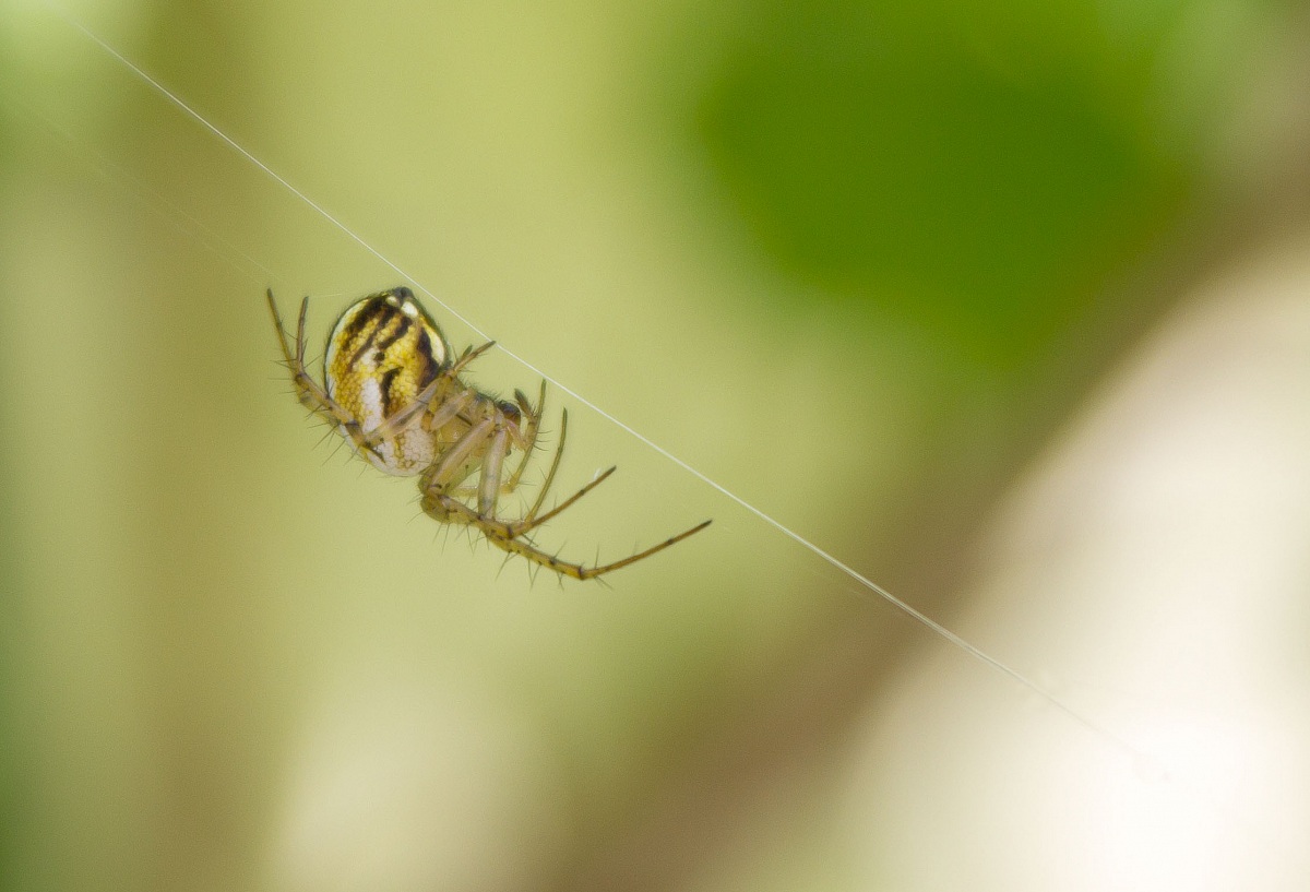 Sul filo della ragnatela