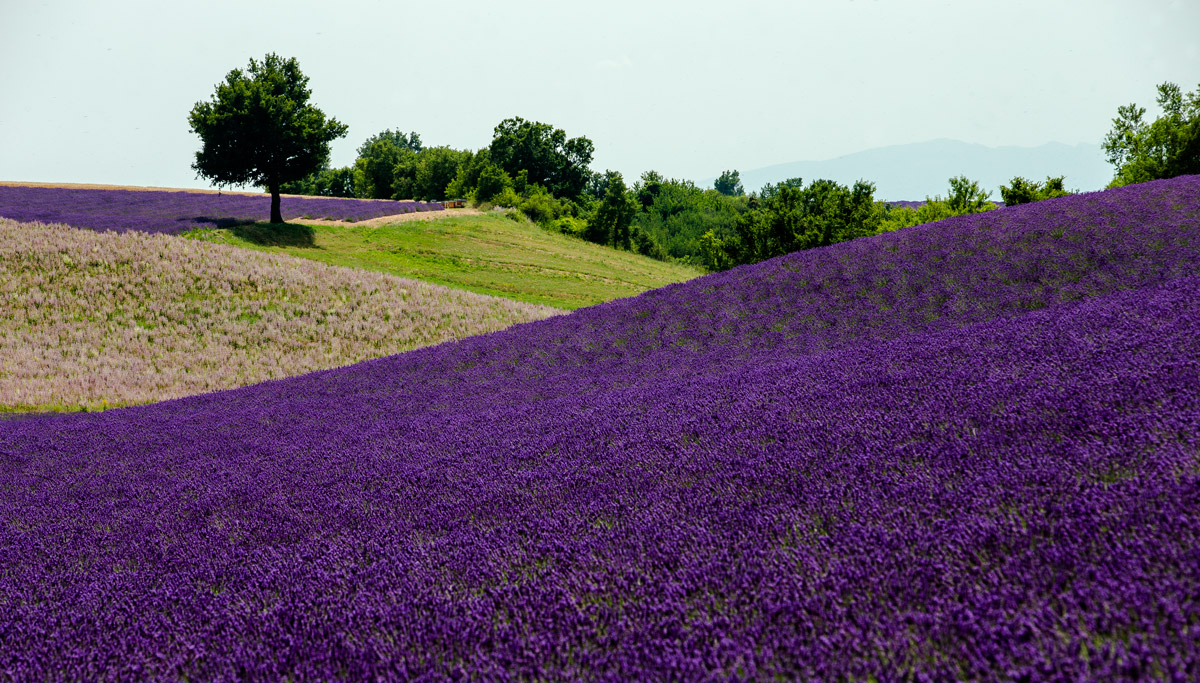 Lavanda