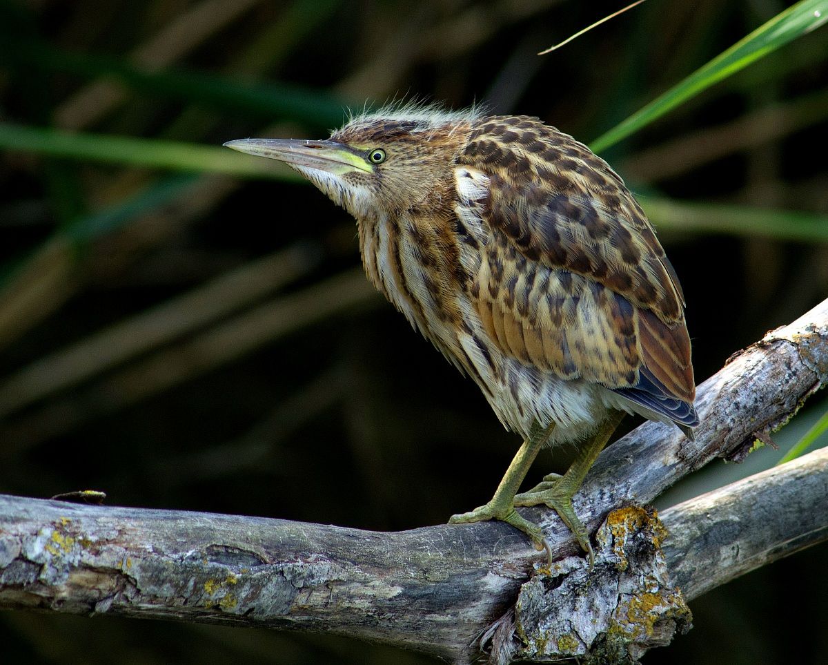 Young bittern